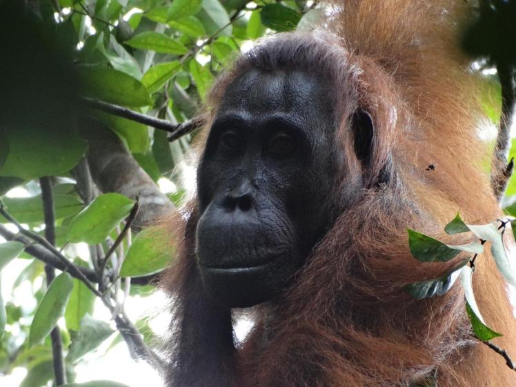 orangutan article