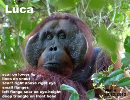 2012.12.20_Luca_fl.male_Wisnu_edited-1