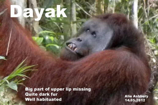 20120514 Dayak AlieAshbury copy