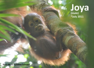 20120622 Joya CarolineSchuppli (2)