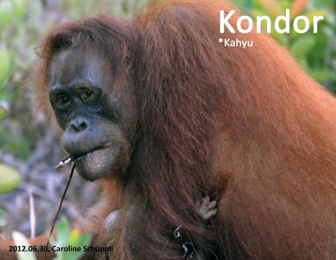 20120630 Kondor CarolineSchuppli_labled