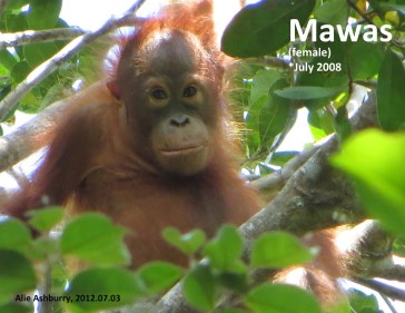 20120703 Mawas AlieAshburry (6)