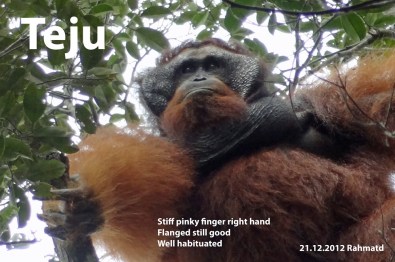 20121221_Teju(C1400)_Rahmadt_edited-1