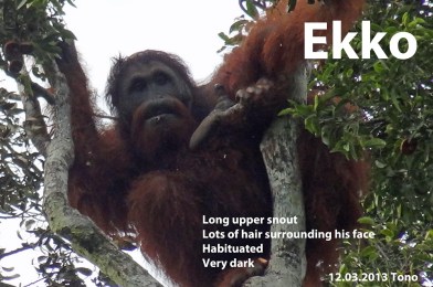 20130312_Ekko_Tono (2)_edited-1
