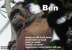 Ben_unfl.male_2012.06.05_bri (5)_edited-2