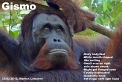 Gismo120225MarkusLütscher