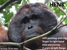 HENK