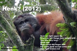 Henk_prob_copy copy