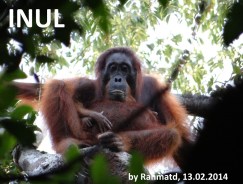 INUL