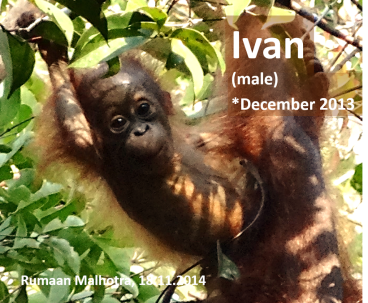 Ivan
