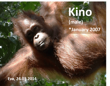 Kino