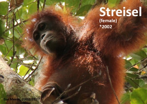 Streisel120321Zoe (1)