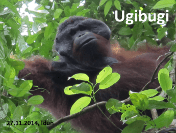 Ugibugi