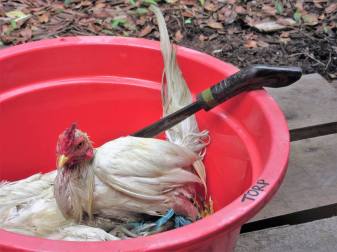angry chicken