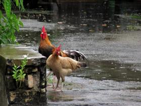 chicken1