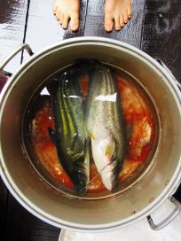 fish