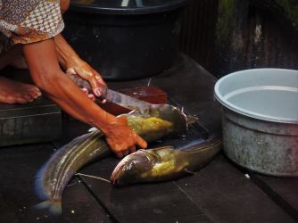 fish2