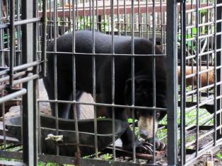 sun bear