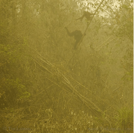 re_Tim_laman_NatGeo copy