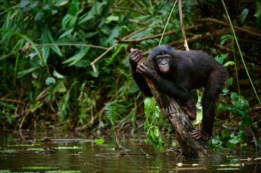 Bonobo on a branch which is sticking out of water.