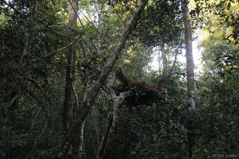 20140521_Otto_in_nest_(Tim Laman Nat Geo) (q) (3)