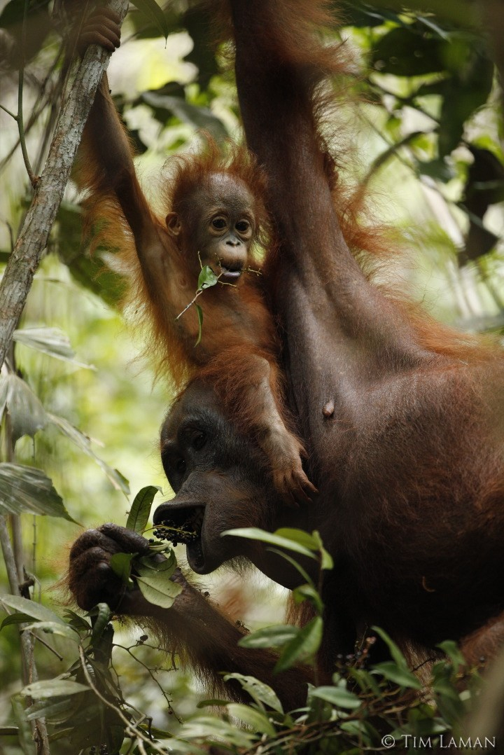 20140603_juni_jane_tim-laman-nat-geo-6.jpg